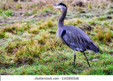 a blue heron standing completely still and on the hunt in Olympia Washington on July 3rd 2018.