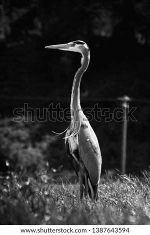 Similar – Foto Bild Reiherlei Umwelt Natur