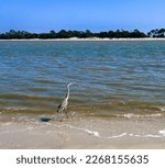 Blue Heron in the surf at Indian Pass, Florida.