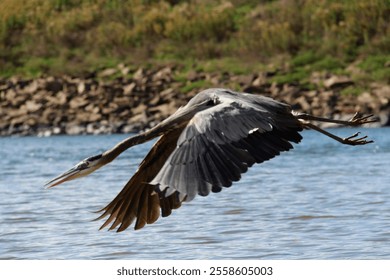 blue heron taking flight over a lake - Powered by Shutterstock