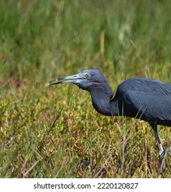  Blue Heron, Tarpon Springs Florida USA 