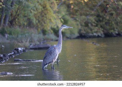Blue Heron Wading Along Rivers Edge In Upstate New York 