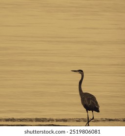 Blue Heron wading into the water