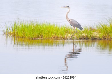 blue heron wading in marsh grasses