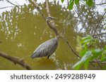 a blue heron walking in water 2