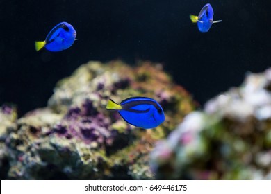 Blue Hippo Tang fish with coral.