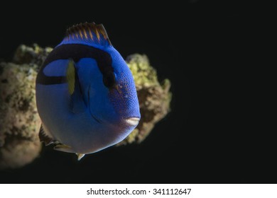 Blue Hippo Tang Swimming In Reef Tank