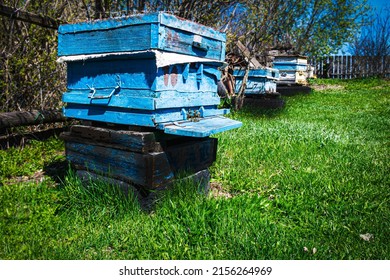 Blue hives with bees stand in a row in the garden. Beekeeping, apiary, bees make honey, beekeeping, life in the village. Rural landscape, nature outside the city