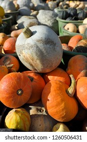 Blue Hokkaido And Other Pumpkins And Winter Squash In An Outdoor Market Prince Edward County Ontario In The Fall