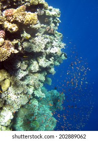 Blue Hole Reef Wall, Dahab