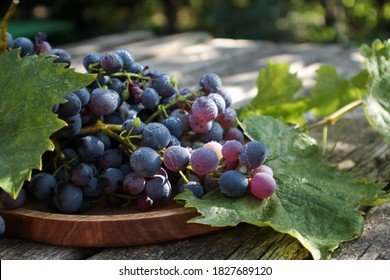 blue home grapes covered with dew in the morning sun, selective focus - Shutterstock ID 1827689120