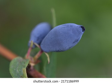 Blue Honeysuckle Berry Close-up. Macro. Vitamins.