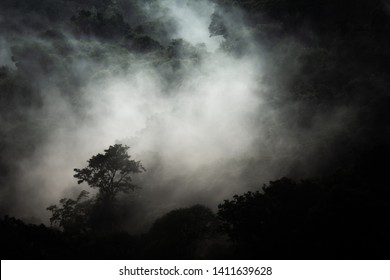 Dark Scary Forest Fog Stock Photo 727792099 | Shutterstock