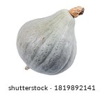blue hubbard winter squash isolated over white background. This squash has a very tough, bumpy skin that is pale blue-green-gray in color