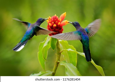 Blue hummingbird Violet Sabrewing flying next to beautiful red flower. Tinny bird fly in jungle. Wildlife in tropic Costa Rica. Two bird sucking nectar from bloom in the forest. Bird behaviour.
