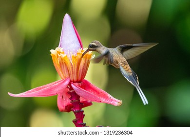 Blue hummingbird Violet Sabrewing flying next to beautiful red flower. Tinny bird fly in jungle. Wildlife in tropic Costa Rica. Two bird sucking nectar from bloom in the forest. Bird behaviour - Shutterstock ID 1319236304
