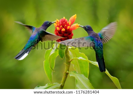 Blue hummingbird Violet Sabrewing flying next to beautiful red flower. Tinny bird fly in jungle. Wildlife in tropic Costa Rica. Two bird sucking nectar from bloom in the forest. Bird behaviour.