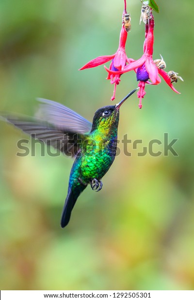 美しい赤い花の隣を飛ぶ青いハチドリ紫色の羽 ブリキの鳥はジャングルで飛ぶ 南向きのコスタリカの野生生物 森の中で花蜜を吸う二羽の鳥 鳥の行動 の写真素材 今すぐ編集