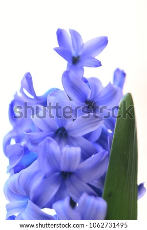 Similar – Image, Stock Photo be blue Nature Plant