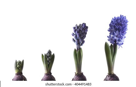 284 Stages growth hyacinth Images, Stock Photos & Vectors | Shutterstock