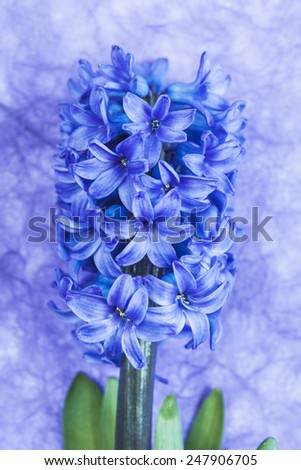 Similar – Image, Stock Photo be blue Nature Plant