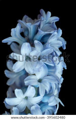 Image, Stock Photo be blue Nature Plant