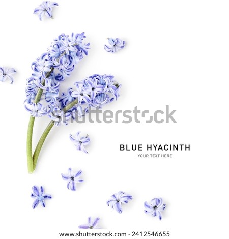 Blue hyacinth flower petals isolated on white background. Spring garden flowers bouquet. Easter decoration. Design element. Top view, flat lay. Creative layout
