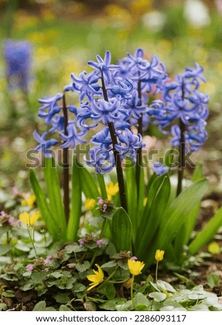 blue hyacinth flowering in spring field. Close-up of purple hyacinth flower meadow. Many hyacinth flowers in winter garden. Early spring hyacinth flowers as background or greeting card