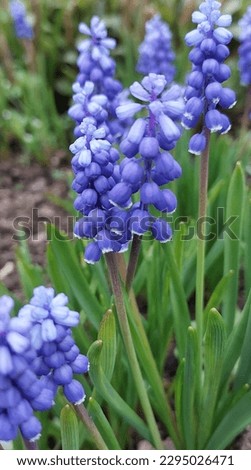 blue hyacinth flowers in the garden