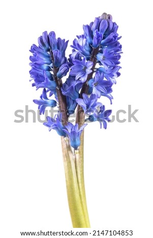 Blue hyacinth flowers isolated on white background