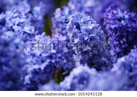 Blue Hyacinth flowers macro photography with blur background in Floriculture Experiment Center of Taipei, Taiwan.