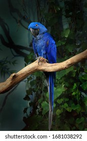Blue hyacinth macaw (Anodorhynchus hyacinthinus) perched on branch and eating Brazil nut. The largest macaw and flying parrot species. Wildlife scene from nature. Habitat Amazon Basin.