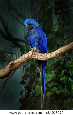 Blue hyacinth macaw (Anodorhynchus hyacinthinus) perched on branch and eating Brazil nut. The largest macaw and flying parrot species. Wildlife scene from nature. Habitat Amazon Basin.