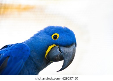 blue hyacinth macaw with a yellow ring around its eye.