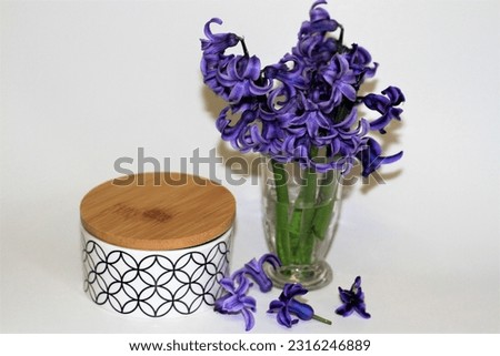 Blue hyacinth in a vase on white background with modern ceramic jar with wood cover