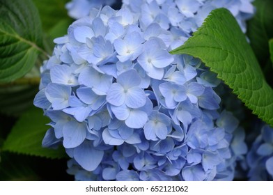 Blue hydrangea