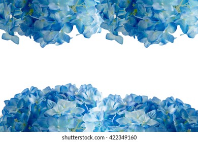 Blue Hydrangea  Background

