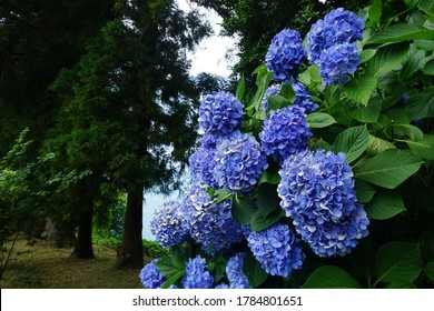 Blue Hydrangea In Batumi Botanical Gardens, Georgia