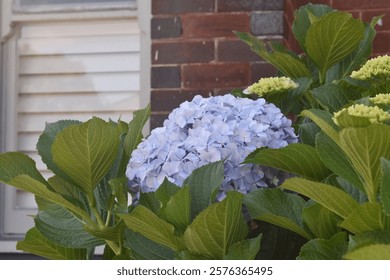 Blue Hydrangea in the bloom