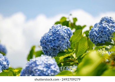 Blue hydrangea blooming in the garden. - Powered by Shutterstock