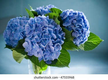 Blue Hydrangea Blossom In A Vase.