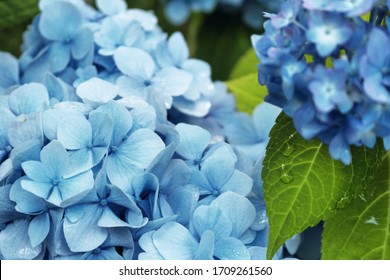 Blue Hydrangea Bush Close Up