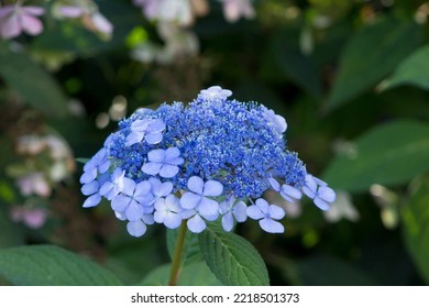 Blue Hydrangea Bush Close Up.