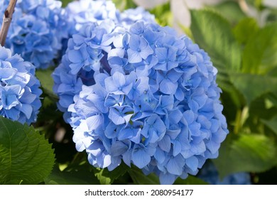 Blue Hydrangea Bush In Summer Garden