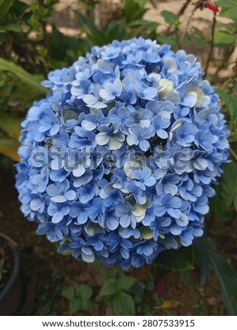 Blue Hydrangea
 Clumps of soft blue hydrangea flowers with bluish-white gradations, forming a dense, visually appealing cluster.
 hydrangea