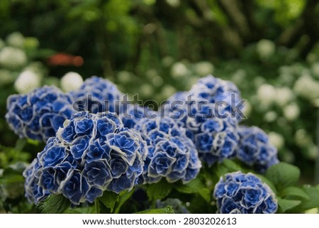 Blue Hydrangea Clusters with Soft Gradient Petals in Lush Garden Setting

Clusters of vivid blue hydrangeas in full bloom, featuring tightly packed petals with gentle white-edged gradients. Surrounded by lush green leaves and a softly blurred background, the image highlights the intricate floral texture and rich seasonal colors. Ideal for themes related to botanical photography, garden flowers, nature textures, and vibrant outdoor scenery.