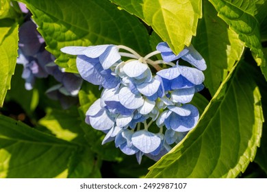 Blue hydrangea dwarf compact shrub. Flower flowering perennial. Summer garden gardening. Petals green leaves. Sunshine bright sunny day. Close up isolated bloom blooming. Beautiful. 