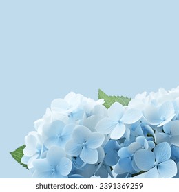 blue hydrangea flower border on blue background with copy space. Blue hydrangea flowers on a blue background with space for text. 