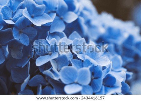 Blue hydrangea flower close up, soft selective focus. Delicate floral background, toned