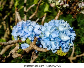 Blue hydrangea flower in closeup